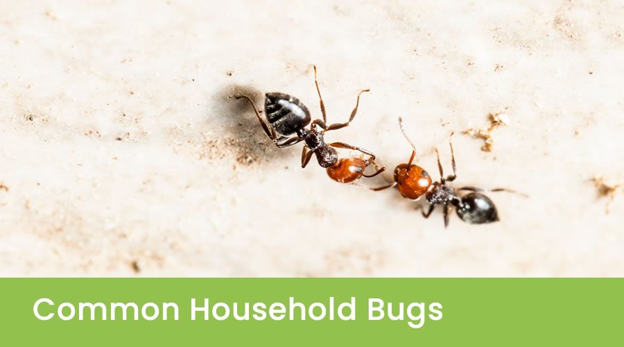 Common Household Bugs