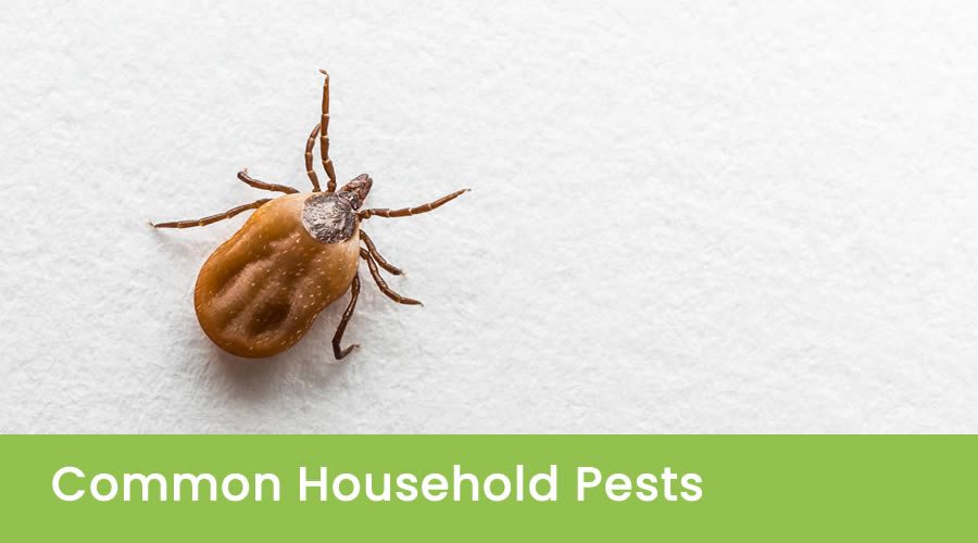 Top 10 Common House Pests