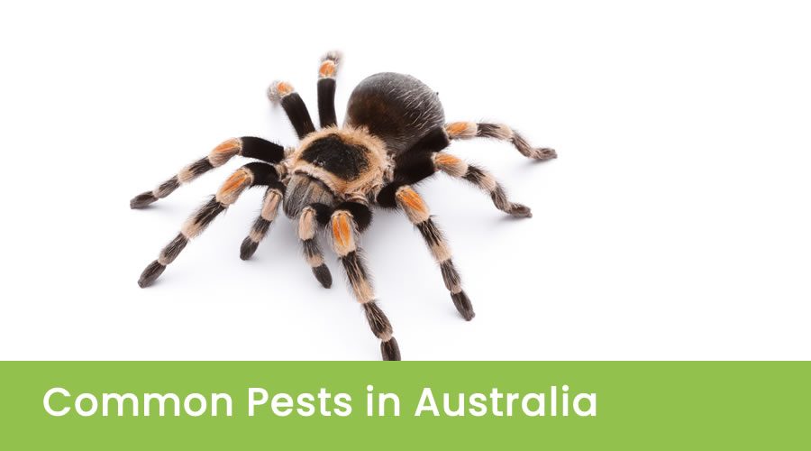 List of the Most Prevalent Pests