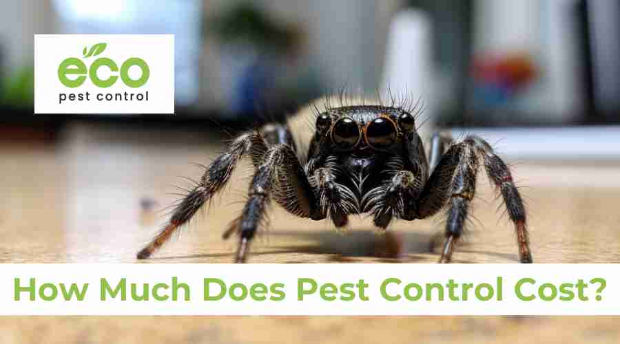 How Much Does Pest Control Cost? 2024 Update