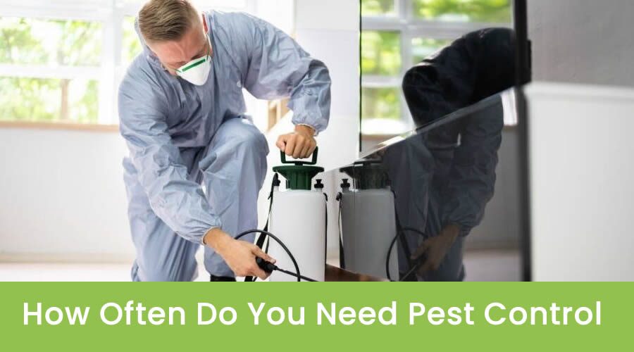 How Often Do You Need Pest Control?