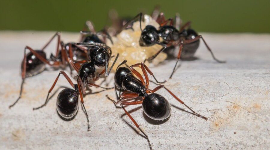 Pest Control Adelaide Guide Pest Control Adelaide Pro Pest Control