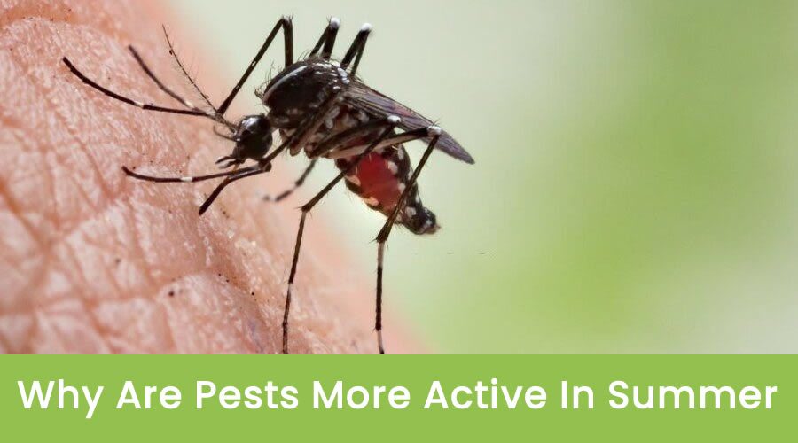 Why are Pests More Active in Summer