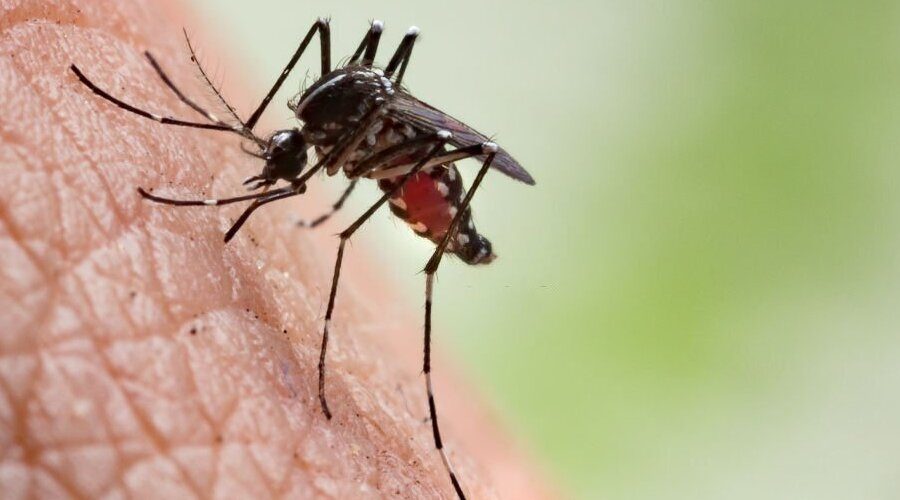 Why are Pests More Active in Summer