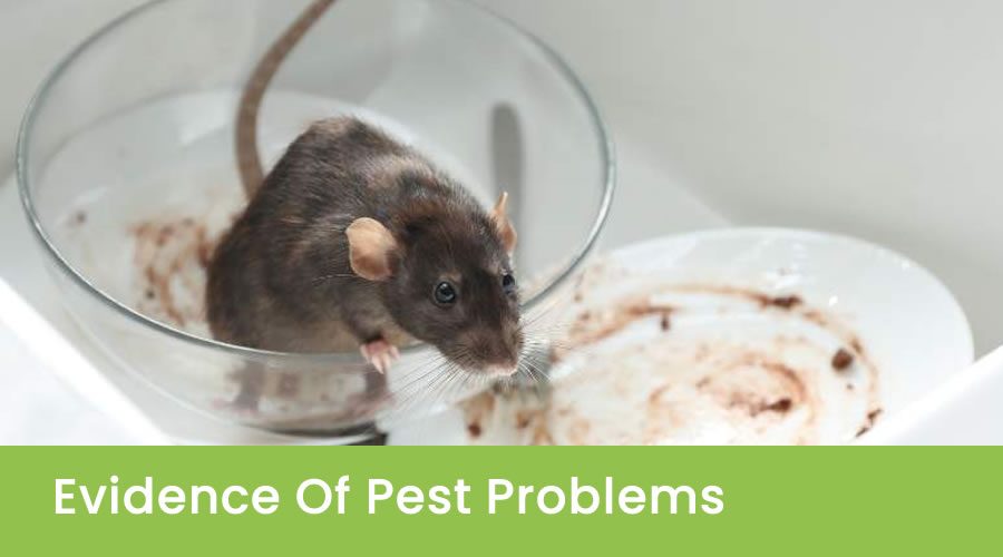Evidence Of Pest Problems