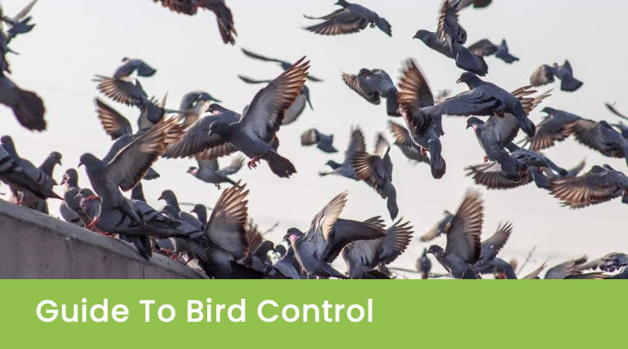 Guide To Bird Control