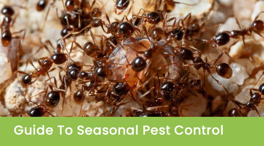 Guide to Seasonal Pest Control