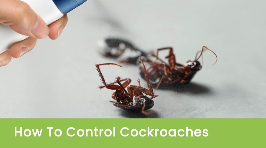 How To Get Rid Of Cockroaches