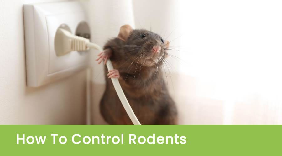 How To Control Rodents
