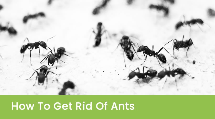 How To Get Rid of Ants
