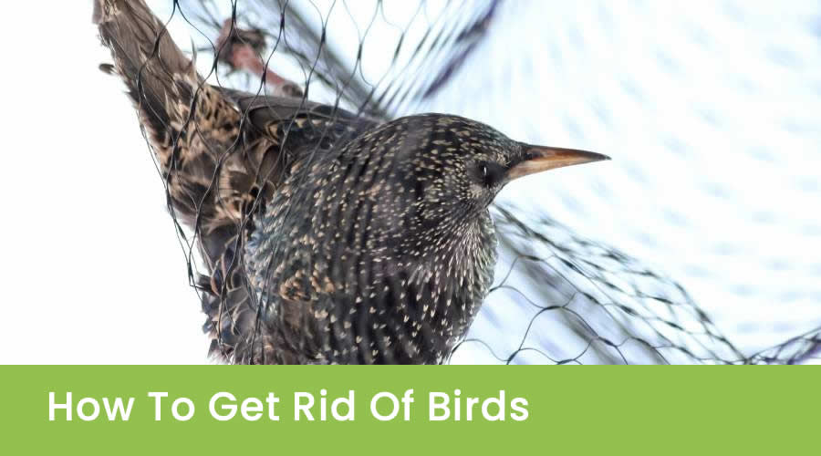 How To Get Rid Of Birds