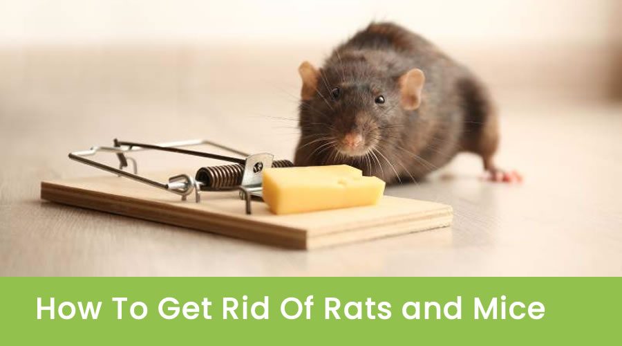 How to Get Rid Of Rats and Mice