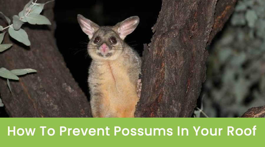 How to Prevent Possums In Your Roof