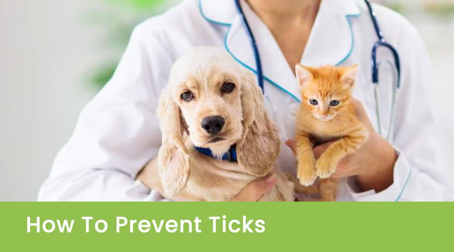 How To Prevent Ticks