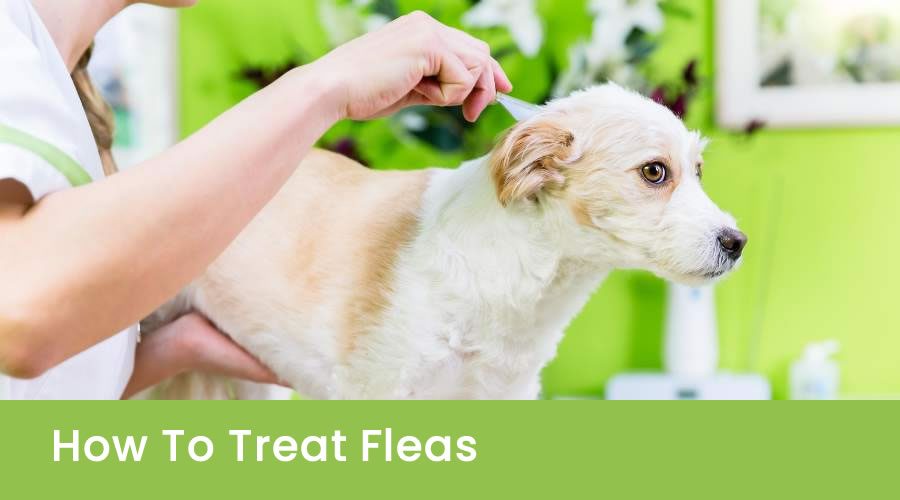 How To Treat Fleas