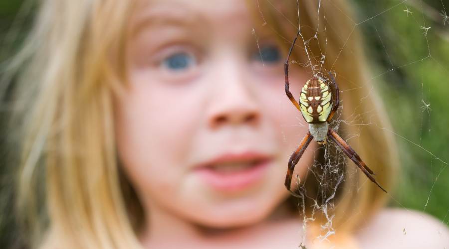 8 Ways to Naturally Prevent Spiders in Your Home