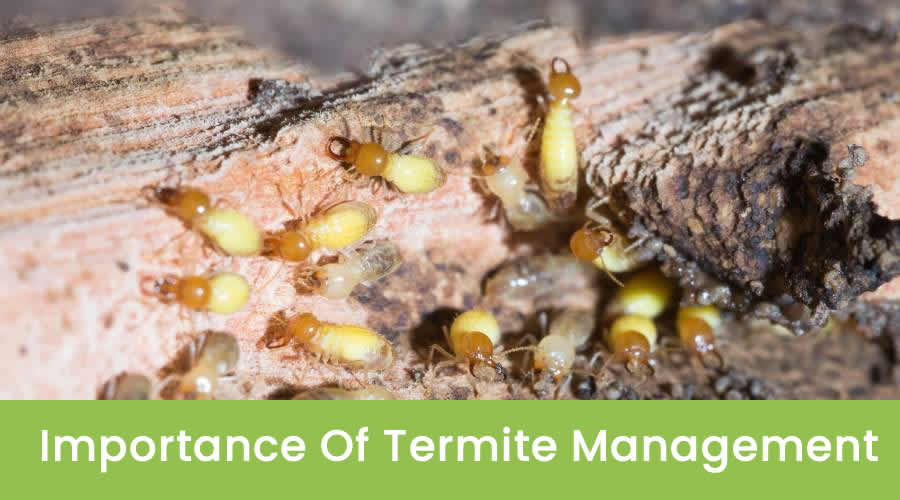 Why You Need Termite Management