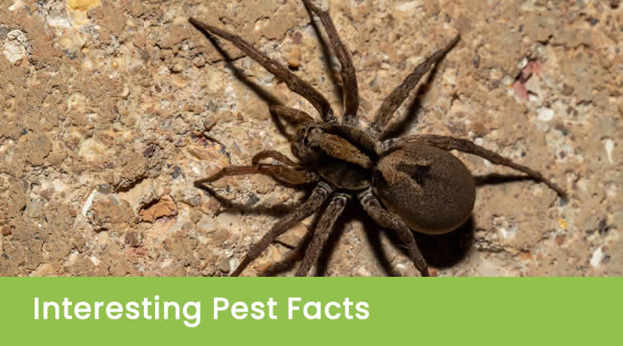Interesting Pest Facts