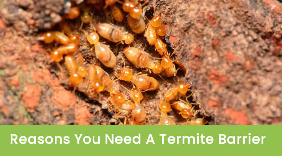 Reasons You Need A Termite Barrier