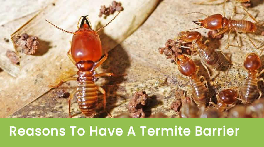 Why You Need To Install A Termite Barrier