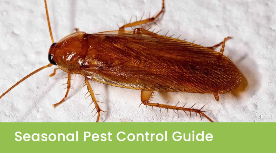 Seasonal Pest Control Guide