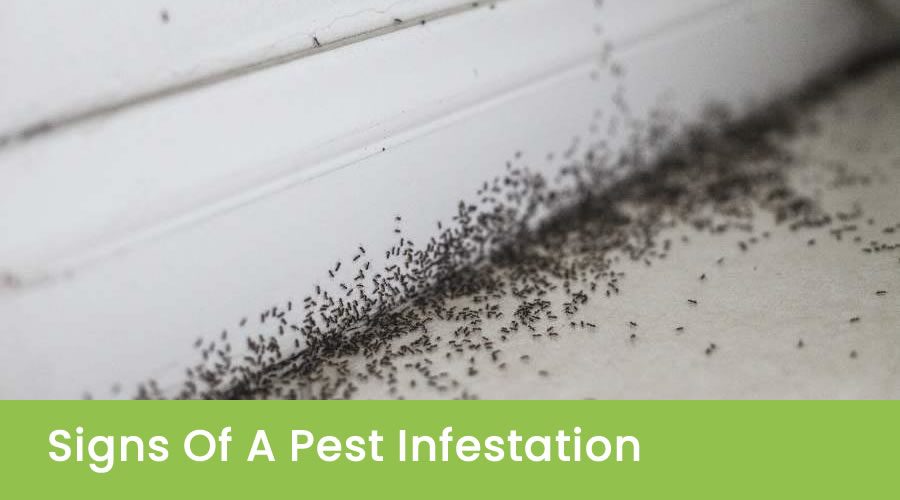 Signs Of A Pest Infestation