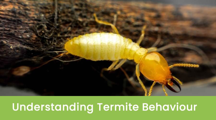 Termites 101: Understanding Termite Behavior and Preventative Measures