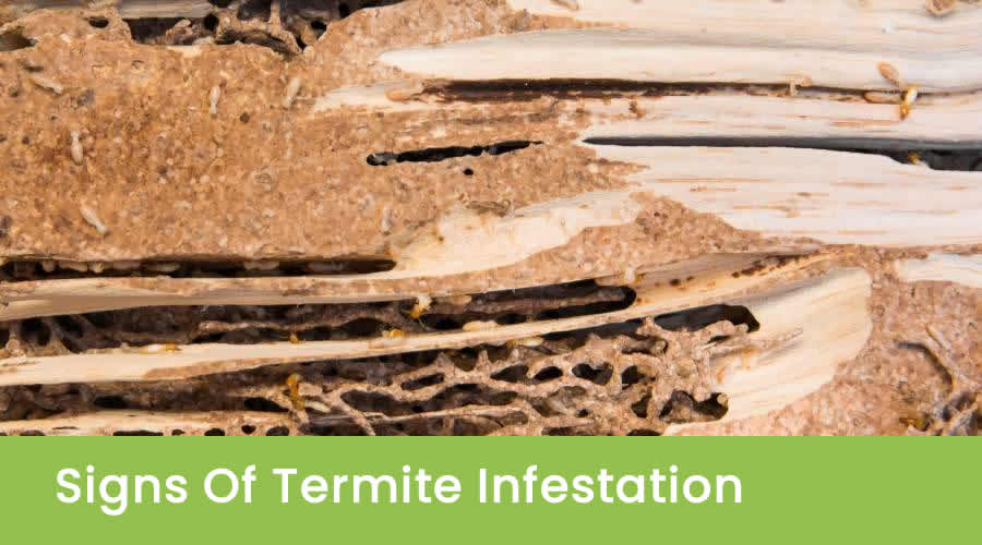 Damaged Wood
