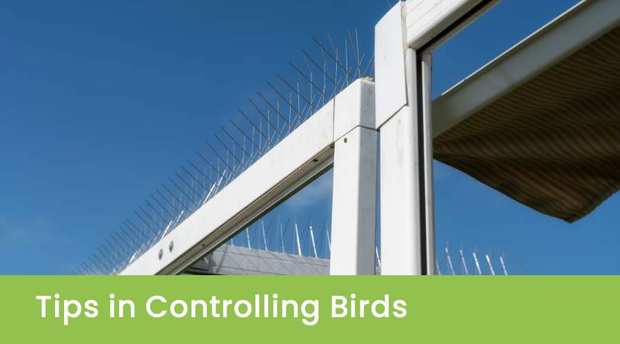 Tips in Controlling Birds