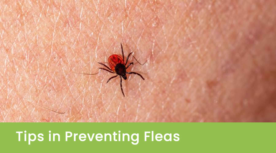 Tips In Preventing Fleas