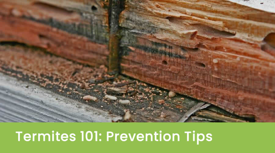 Termites 101: Prevention Tips