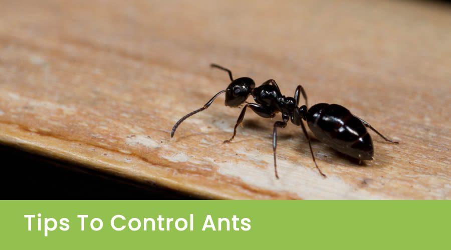 Tips To Control Ants