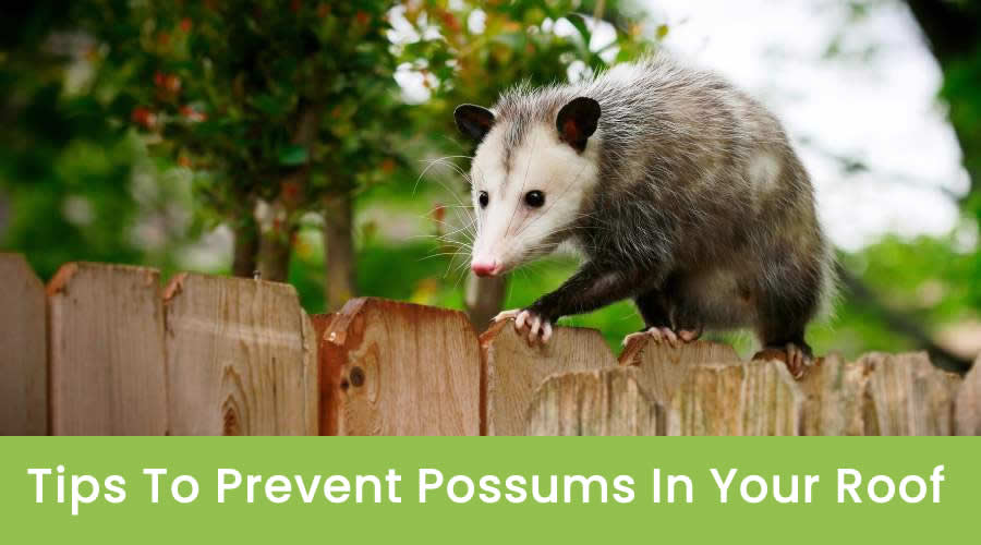 Tips To Prevent Possums