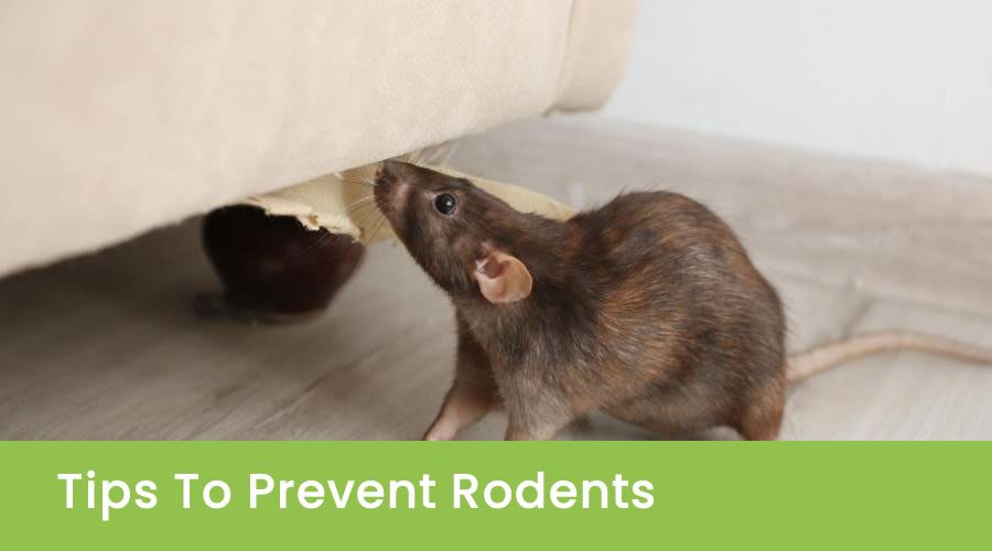 Tips To Prevent Rodents