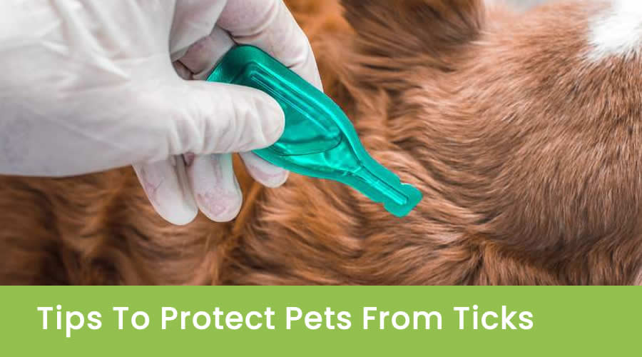 Tips To Protect Pets From Ticks