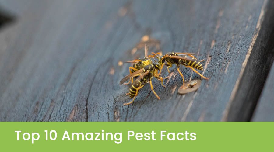 Top 10 Amazing Home Pest Facts