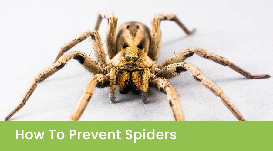 How to Prevent Spiders Around the House