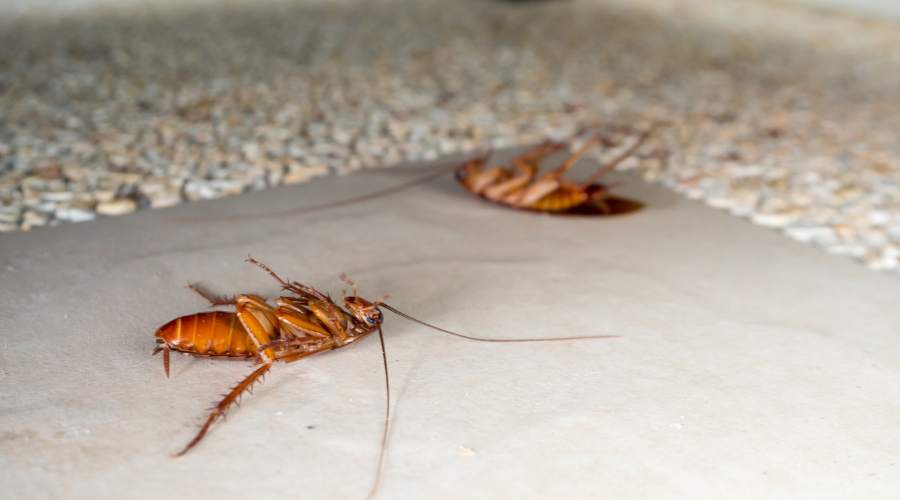 How to Prevent Pests in Your Home