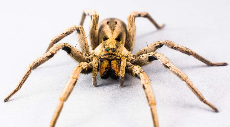 How to Prevent Spiders Around the House