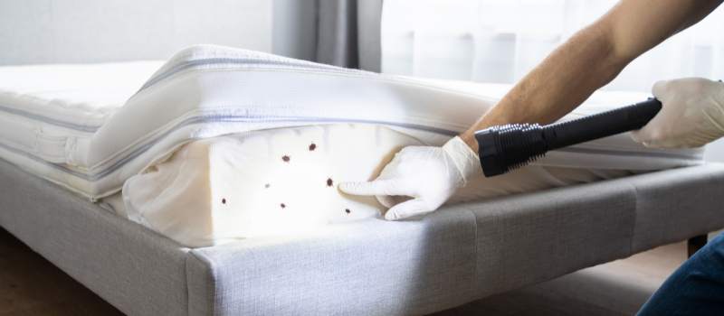 Bed Bug Control Services Perth