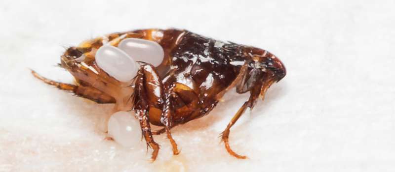 Flea Pest Control Perth