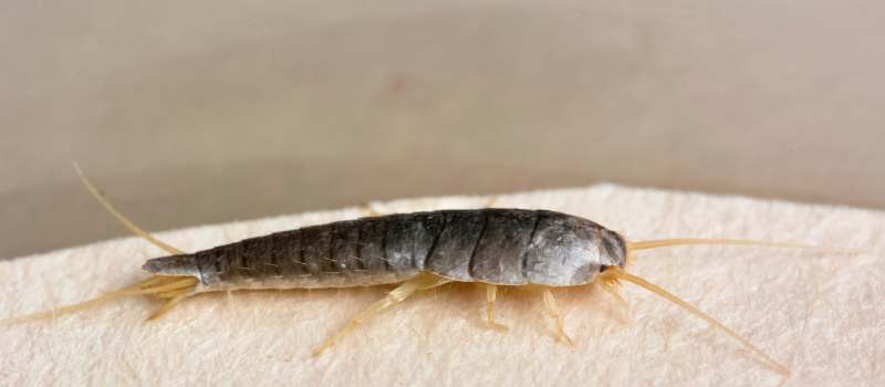 Silverfish Pest Control Perth