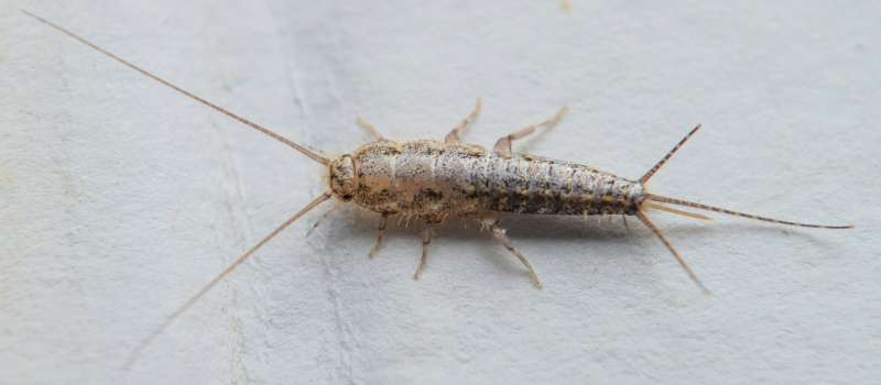 Silverfish Control Perth