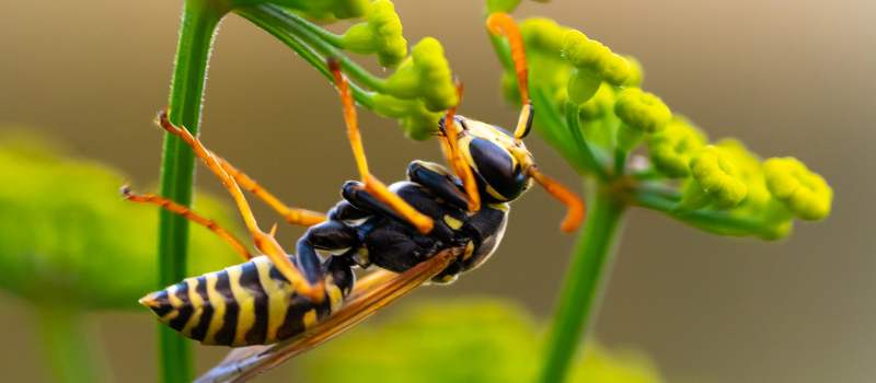 Wasp Control Service Perth