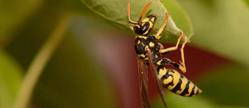 Wasp Control Perth