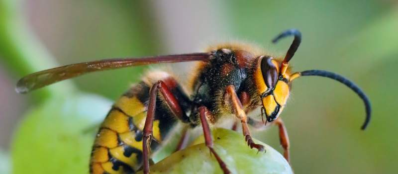 Wasp Pest Control Perth