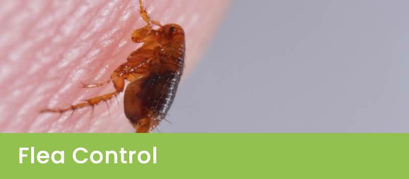 Flea Control Perth
