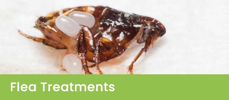 What is The Best Treatment For Fleas?