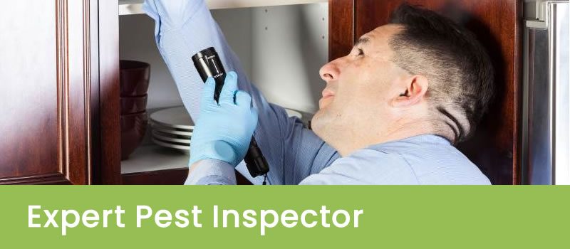Pest Inspector in Western Australia Perth Pest Inspections