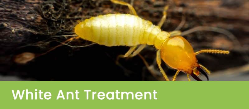 Effective Pest Control For White Ants in Western Australia